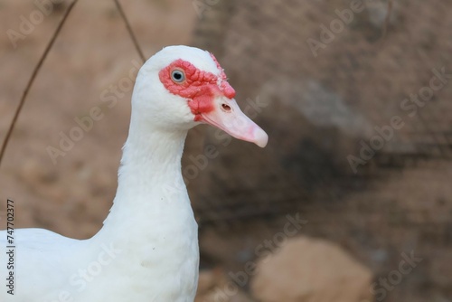 portrait of a goose © วอน จังมึง