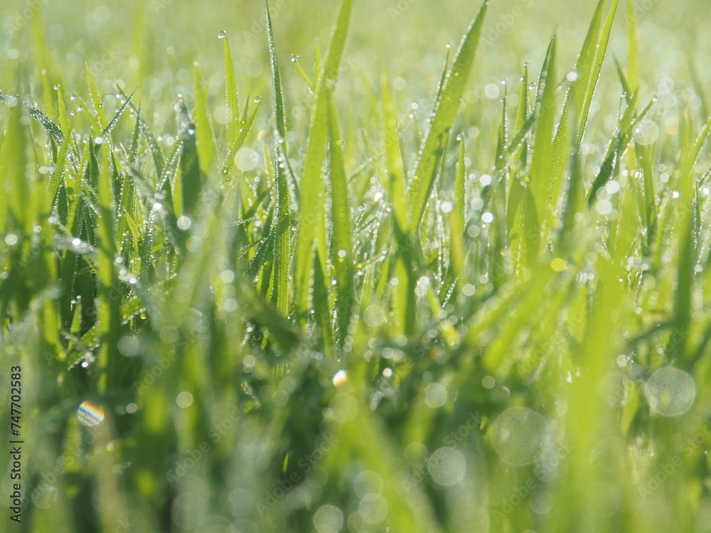 rice farmming bokeh blur background green with drop in macro and great background shine in sunlight rice farmming bokeh blur background green with drop in macro and great background shine in sunlight