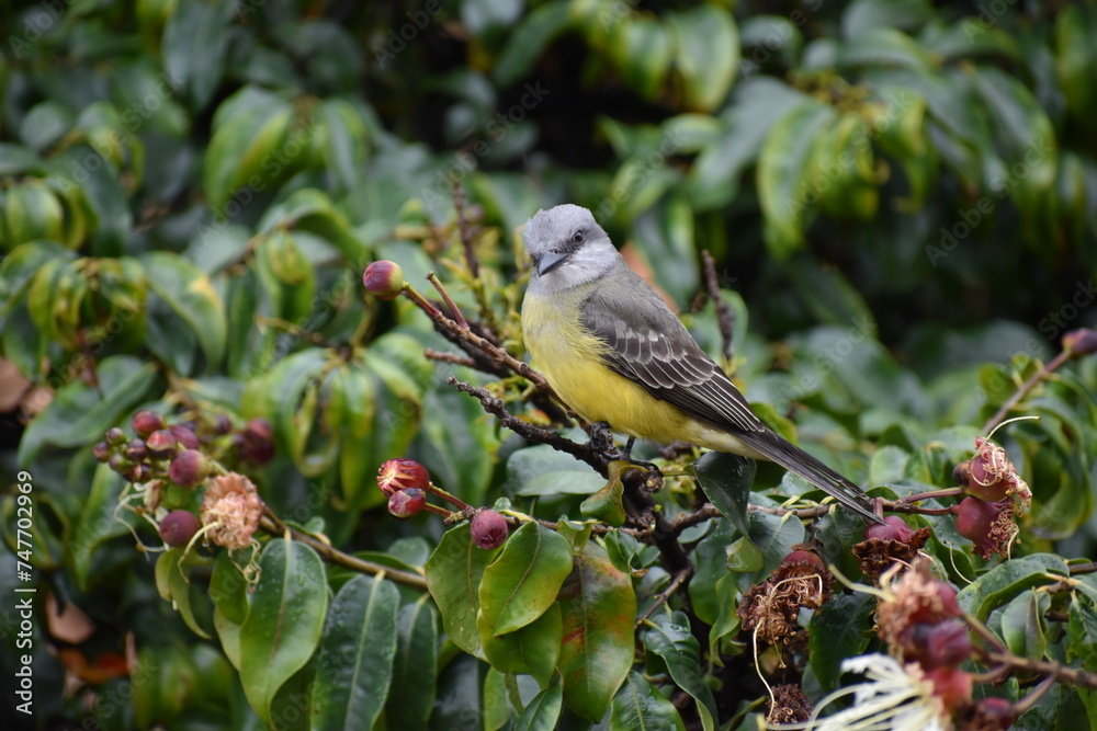 Obraz premium Tirano melancólico