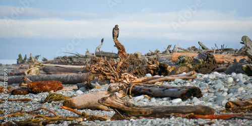eagles and driftwood