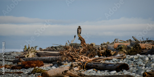 birds on the beach