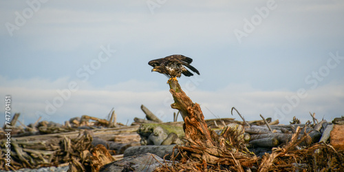 eagle taking off 