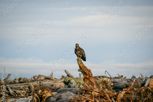 eagle on the beach