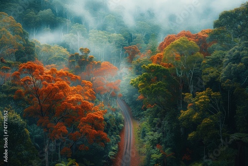 temperate deciduous forest, Autumn forest orange red ancient forest and pine carpet oak beech maple tree willow mysterious colorful leaves trees nature changing seasons landscape Top view background © Sittipol 