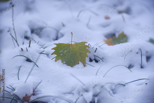 leaves in snow  © zhichao