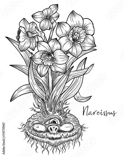 Hand drawn engraved illustrations with funny demon or gnome face as root of beautiful spring flower of Narcissus photo