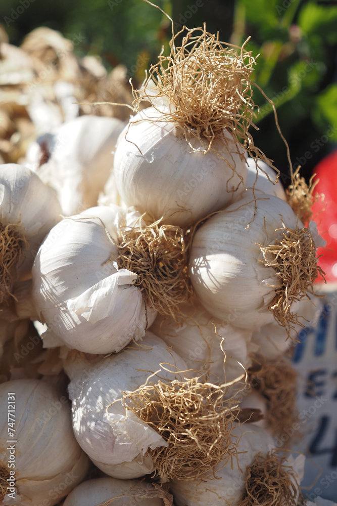 close up pf garlic on white background, close up pf garlic on white background,