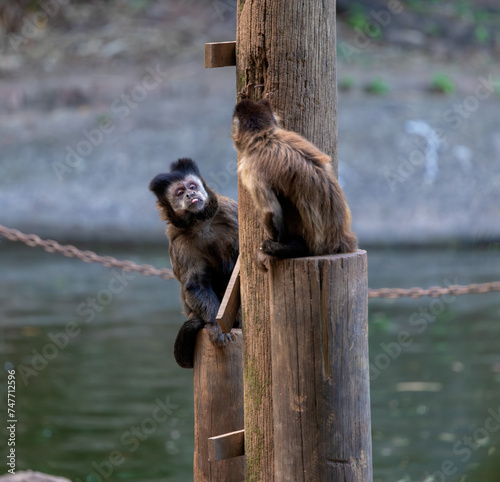 Macaque