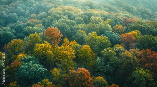 temperate deciduous forest  Autumn forest orange red ancient forest and pine carpet oak beech maple tree willow mysterious colorful leaves trees nature changing seasons landscape Top view background