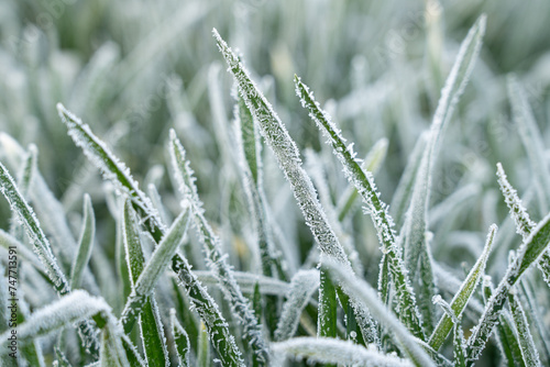 Frosty frost in spring in the fields with winter wheat. © zhikun sun