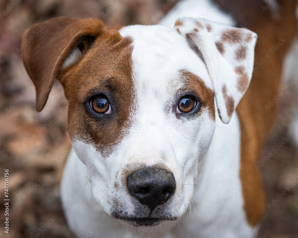 portrait of a brown and white dog