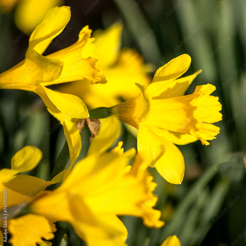 Fototapeta premium yellow daffodils in spring