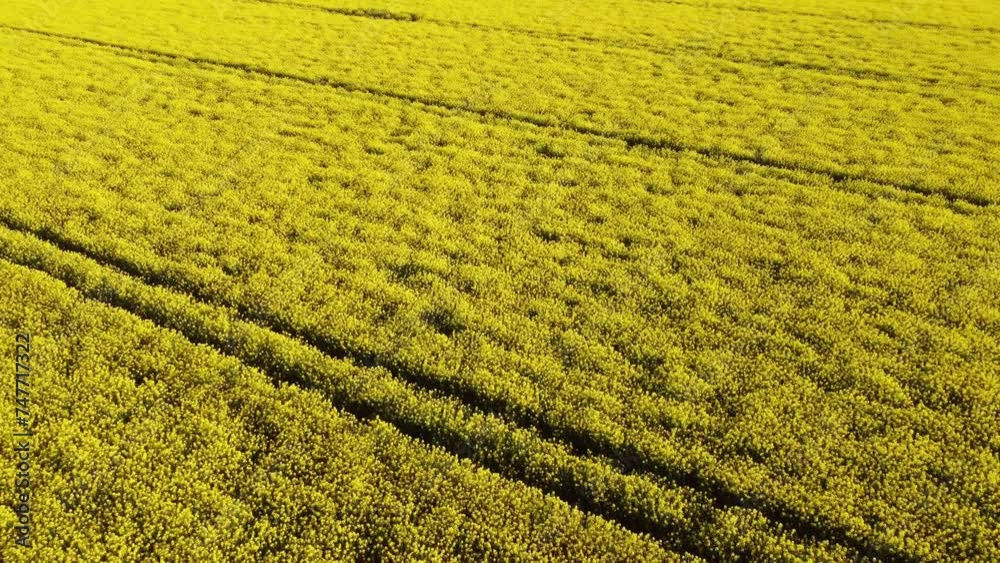 Aerial view of yellow rapeseed field Aerial view of yellow rapeseed field