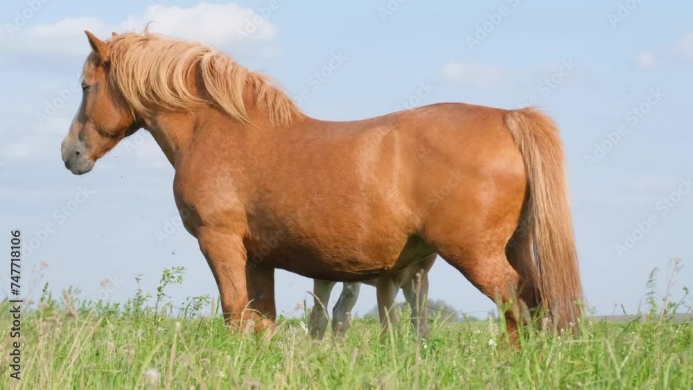 A chestnut powerful horse stands on a spring-summer field against a blue sky. A chestnut powerful horse stands on a spring-summer field against a blue sky.