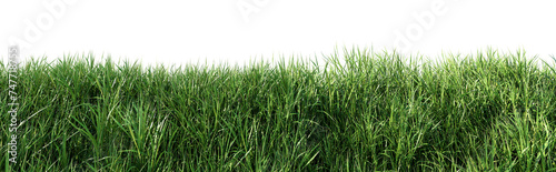 Close up view of lush green grass fresh nature isolated on transparent background 3d render illustration