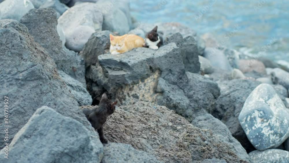 Young kittens enjoys Atlantic coast weather on rocks, handheld Young kittens enjoys Atlantic coast weather on rocks, handheld