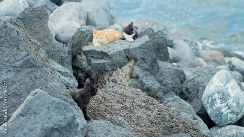 Young kittens enjoys Atlantic coast weather on rocks, handheld photo