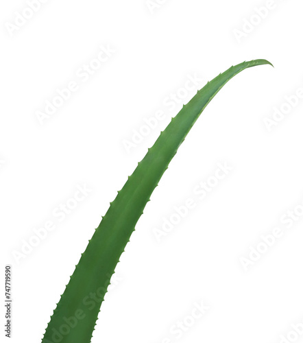 Star cactus or Aloe vera or Aloe or Aloin or Jafferabad or Barbados tree isolated on transparent background. photo