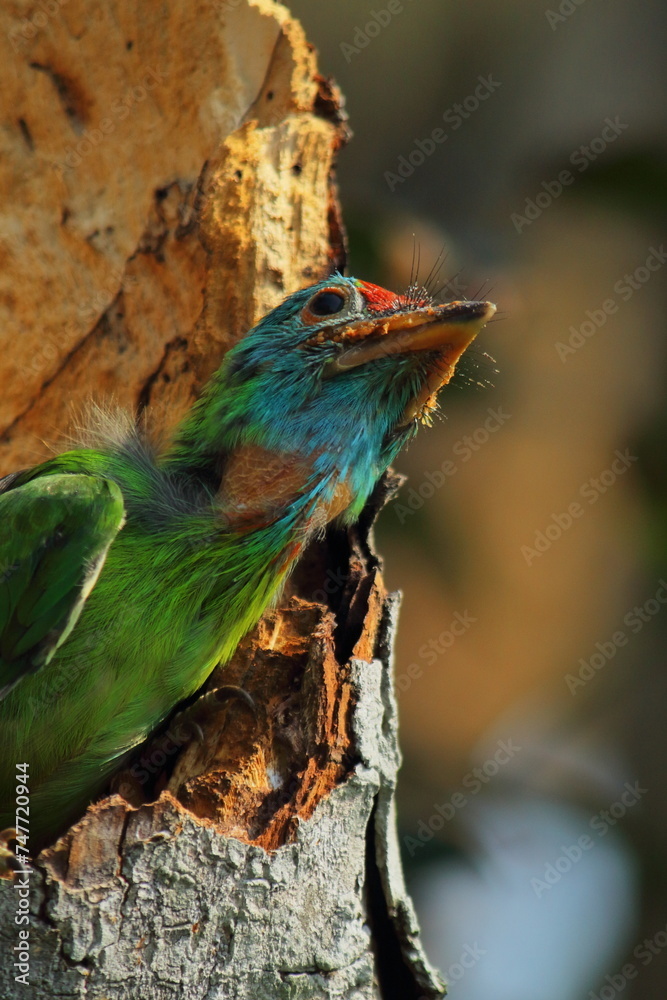 cute and beautiful juvenile blue throated barbet (psilopogon asiaticus) sitting inside the nest, tropical indian forest in summer season cute and beautiful juvenile blue throated barbet (psilopogon asiaticus) sitting inside the nest, tropical indian forest in summer season