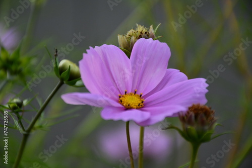 Cosmos
