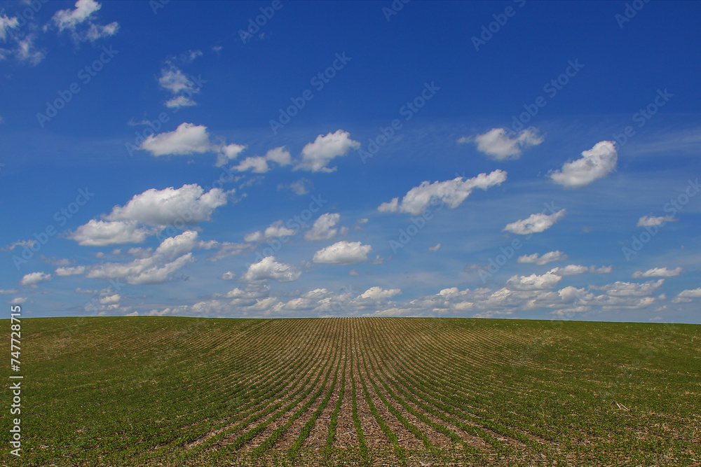 rows of soybeans