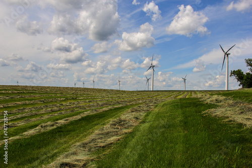 windrows of grass hay and wind turbines