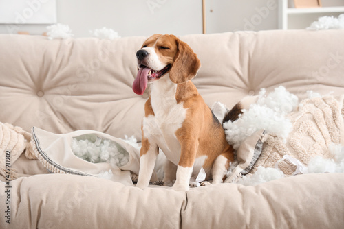 Naughty Beagle dog with torn pillows sitting on sofa in messy living room © Pixel-Shot