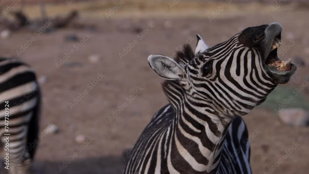 zebra barking closeup slomo lips flapping zebra barking closeup slomo lips flapping