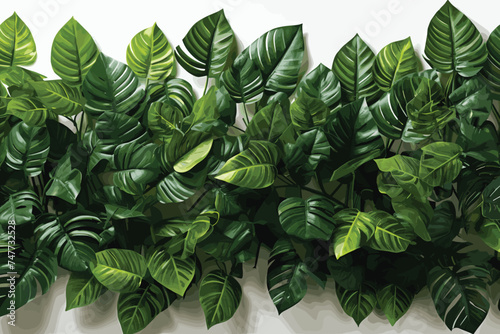 Calathea Medallion Leaves on transparent background photo