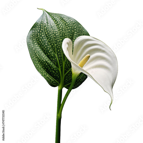 Anthurium, beautiful exotic tropical white flower, closeup isolated.