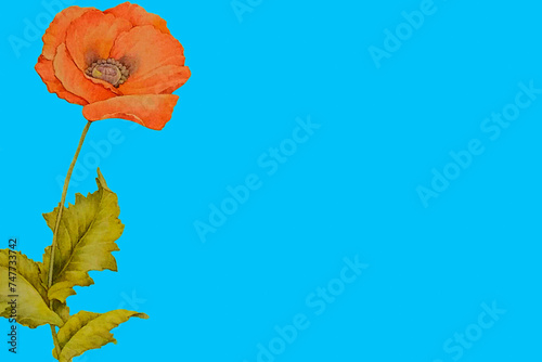 poppy flower isolated on background