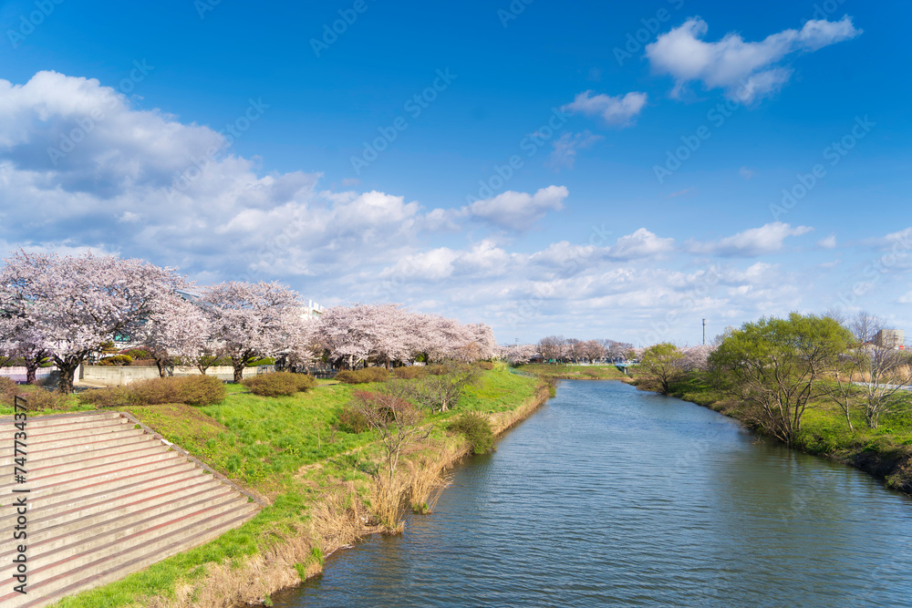 青空と満開の桜	

