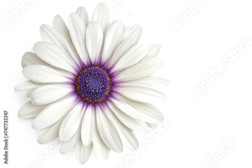 daisy flower photorealistic white with purple tips top view on transparency background PNG 
