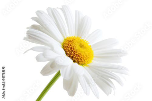 Yellow daisy on transparency background PNG
