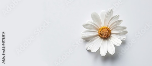 A top-down view of a white Spanish daisy flower with a bright yellow center  set against a clean white background. The flower petals are pure white  contrasting beautifully with the vibrant yellow