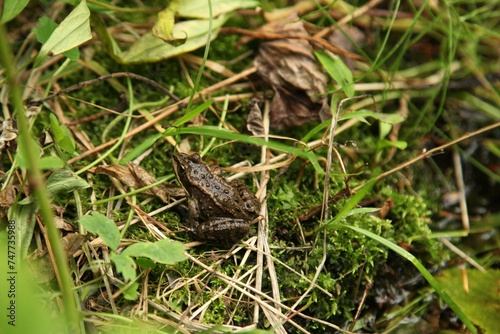 Columbia Spotted Frog (Rana luteiventris) in Beartooth Mountains, Montana