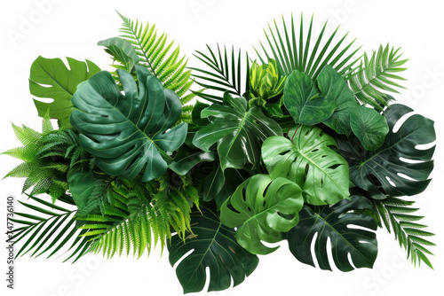 Tropical leaves foliage plant jungle bush floral arrangement nature backdrop on transparency background PNG 