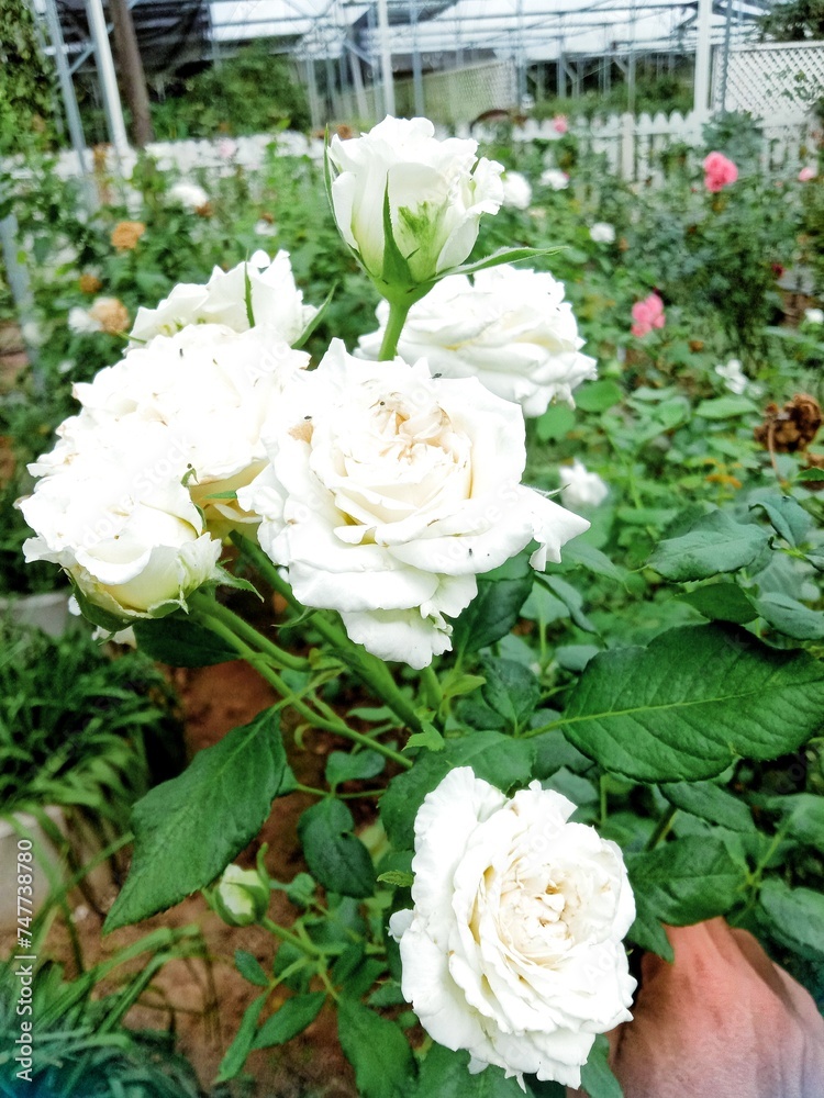 beautiful rose flower at rose garden