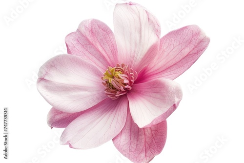 Pink magnolia flower isolated on white background