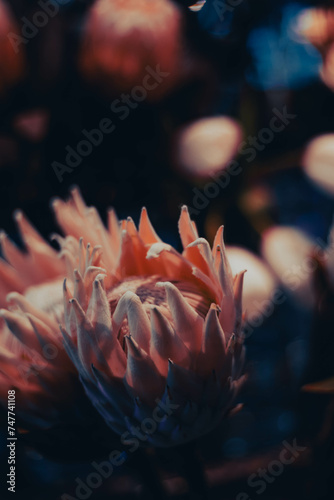 Majestic Beauty, timeless grace, the Australian Protea flowers' ethereal charm in radiant bloom. Edited with teal and peach to create a whimsical and warm feeling.