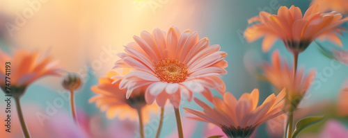 Close-up of vibrant orange gerbera daisies against a soft-focus background, conveying a serene springtime or Mother's Day concept