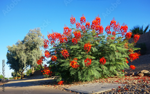Xeriscaped road sidewalk with a striking flowering Red Bird of Paradise (Caesalpinia pulcherrima), Phoenix, AZ photo