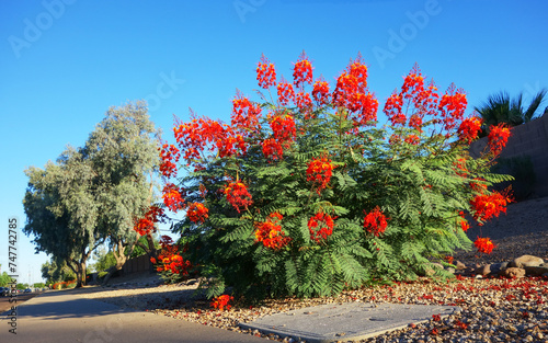 Принти на полотні Xeriscaped road sidewalk with a striking flowering Red Bird of Paradise (Caesalp