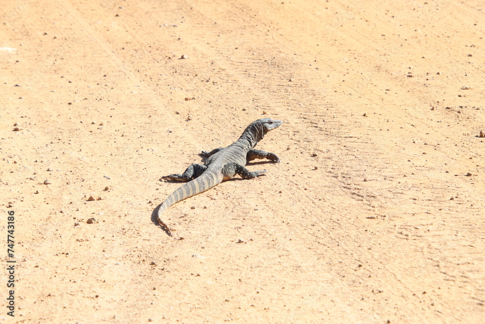 A Goanna Crossing the Road, Fitzgerald National Park, Western Australia. A Goanna Crossing the Road, Fitzgerald National Park, Western Australia.