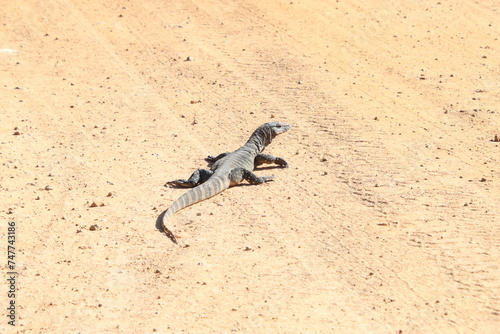 A Goanna Crossing the Road, Fitzgerald National Park, Western Australia.