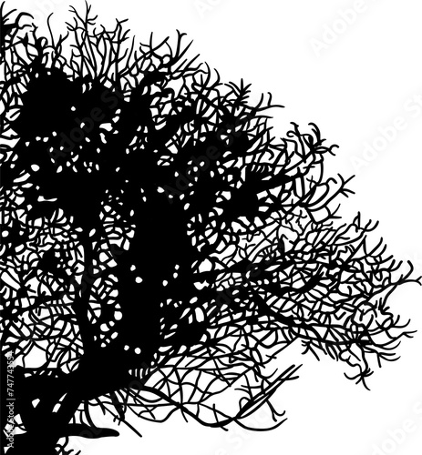 ramas  arboles  siluetas  vegetacion  roble  bosque  paisaje  vector  hojas  abstracto  sauce  tronco  malesa  pegatina  follaje