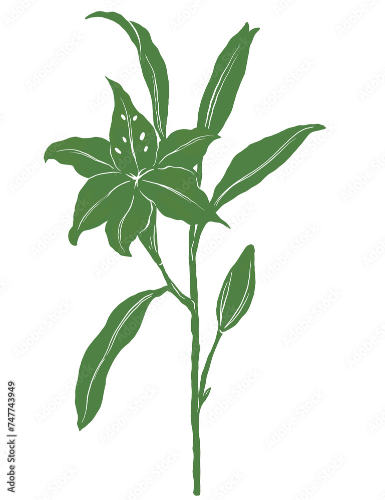 White lily floral illustration