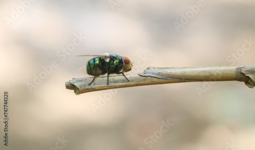 Lucilia sericata or green fly perched on a plant with a blurred background. Close up green Fly insects land on plants photo