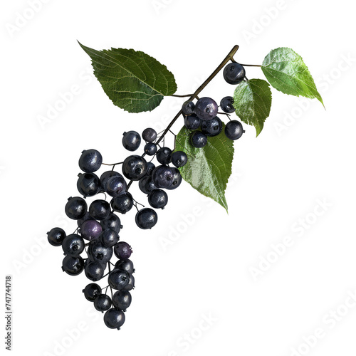Photo of elderberry isolated on transparent background