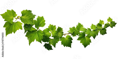 ivy grape bush branch png isolated on a white or transparent background, graphic resource, green plant foliage, summer decoration photo